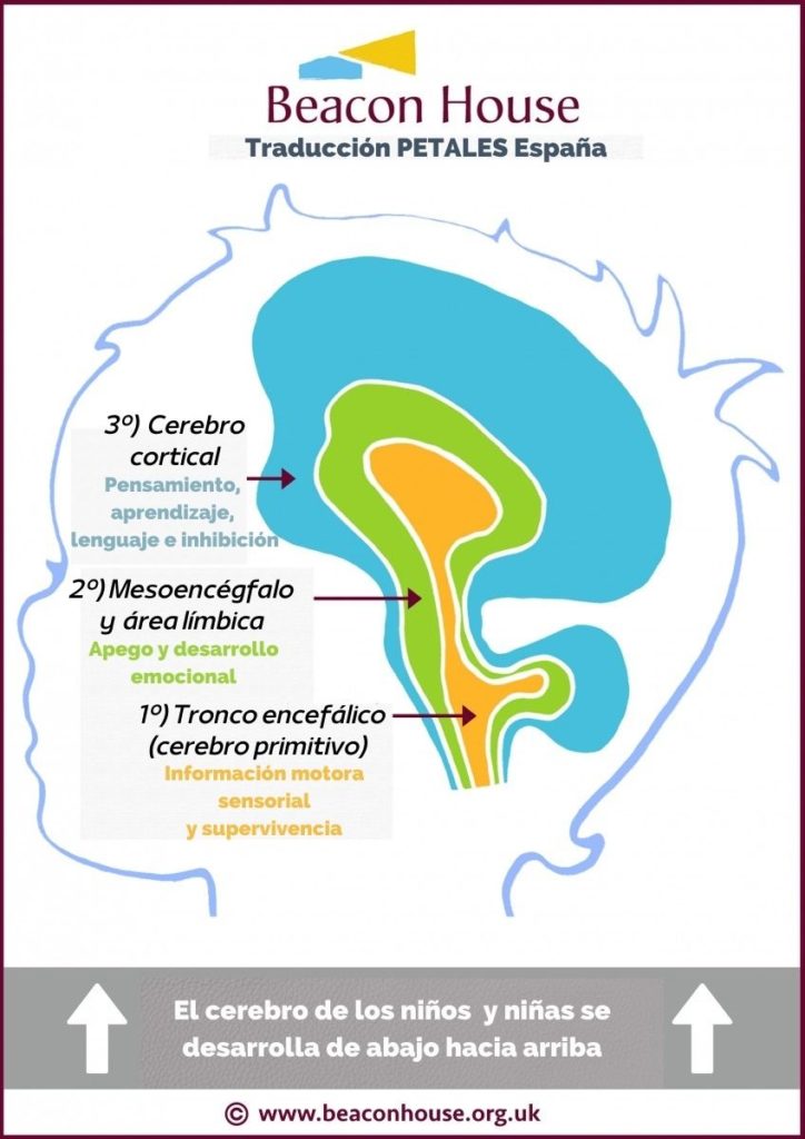 dibujo del perfil de la cabeza de un niño con tres areas de colores. Naranaja indica "1.	El tronco encefálico (cerebro primitivo) se desarrolla primero: información motora sensorial y supervivencia", verde indica: "2.	El mesencéfalo o cerebro medio  y el área límbica se desarrollan en segundo lugar: apego y desarrollo emocional." y azul indica: "3.	El cerebro cortical desarrolla terceros: pensamiento, aprendizaje, lenguaje e inhibición."